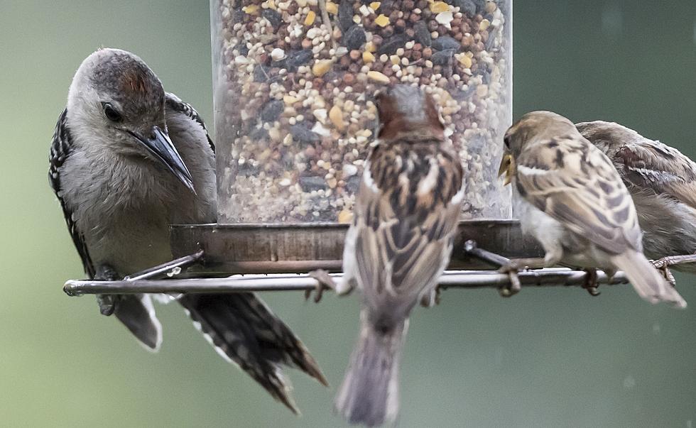 Your backyard feeder could be killing birds: Here&#8217;s what to do