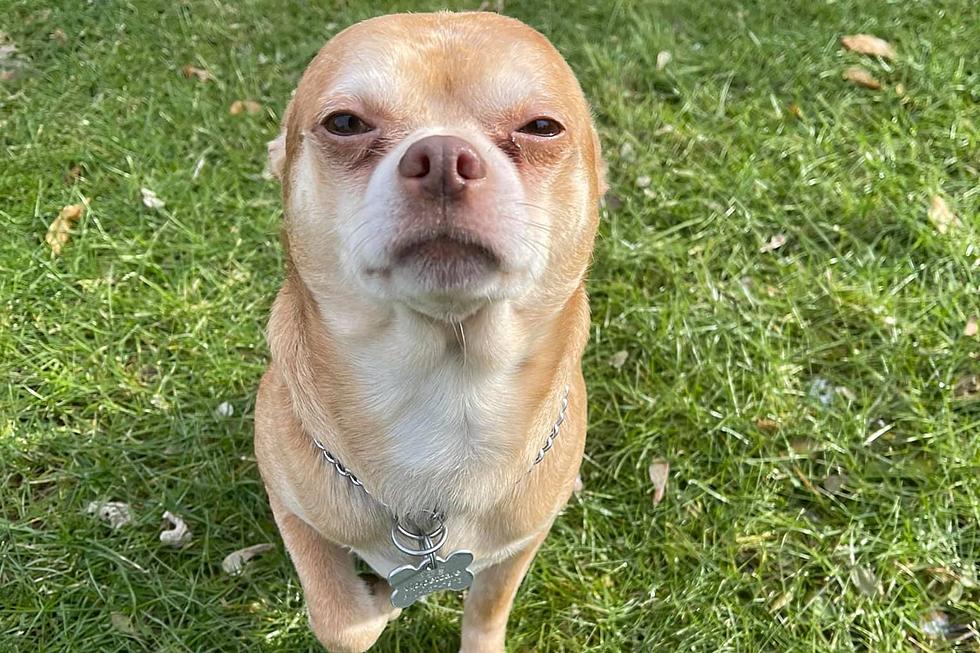 NJ adoptable dog dubbed &#8216;haunted Victorian child&#8217; is viral star