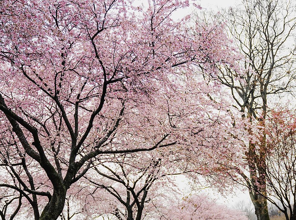Celebrate the Cherry Blossom Festival in Newark
