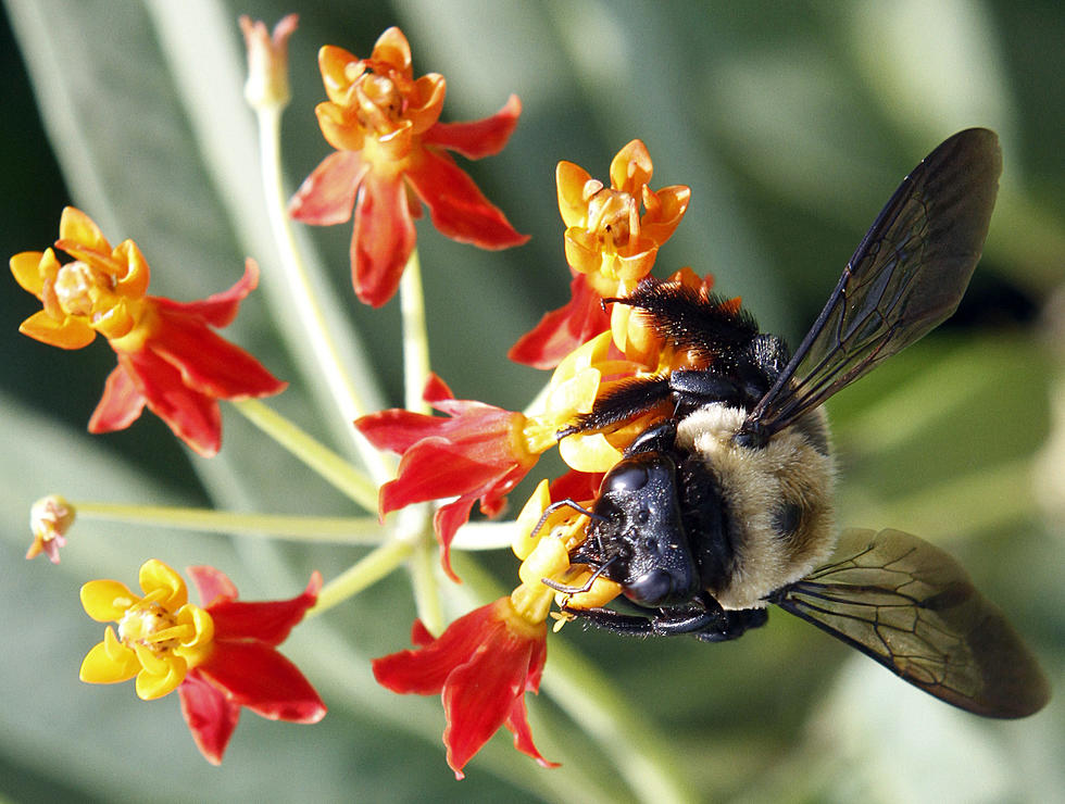 Forget the cicadas, carpenter bees are everywhere