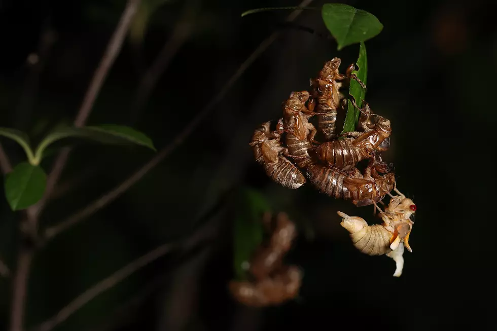 'Flying salt shakers of death,' sex-crazed zombie cicadas coming