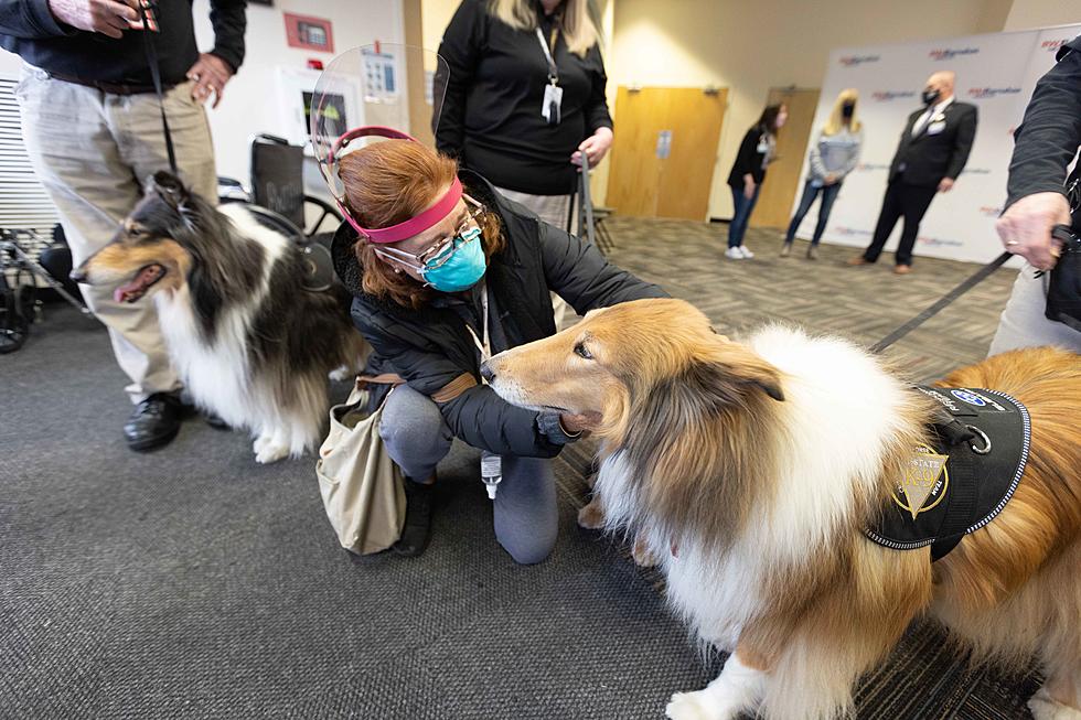 Dogs are helping calm some nervous NJ residents getting vaccines