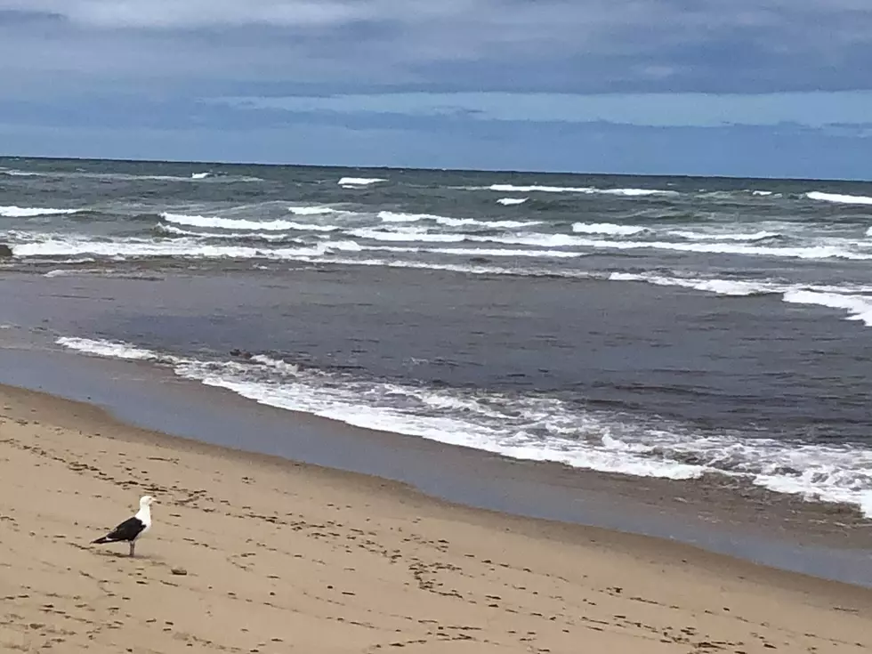 Seagull looking over the ocean