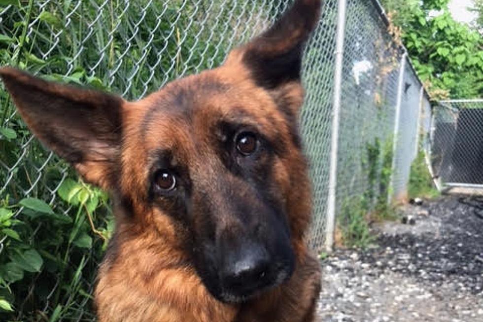 Abandoned German Shepherds Rounded Up in NJ: 10 and Counting