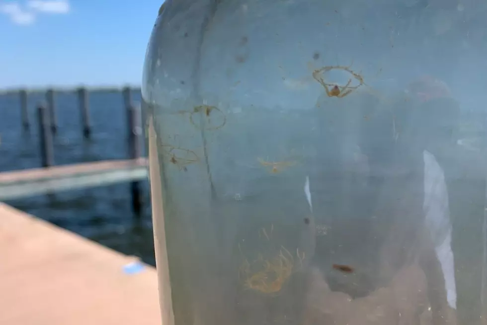 Ouch! Nasty Clinging Jellyfish Return to the Jersey Shore