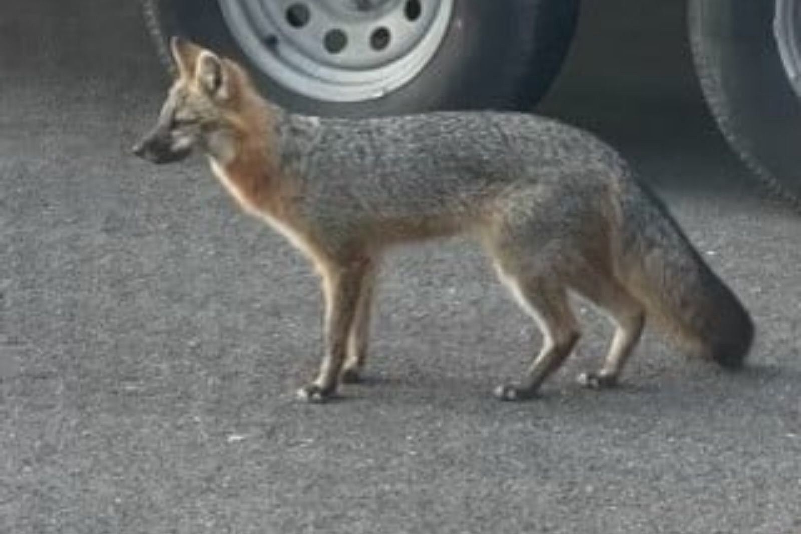 Coyotes, foxes becoming a common sight in residential areas of New Jersey 