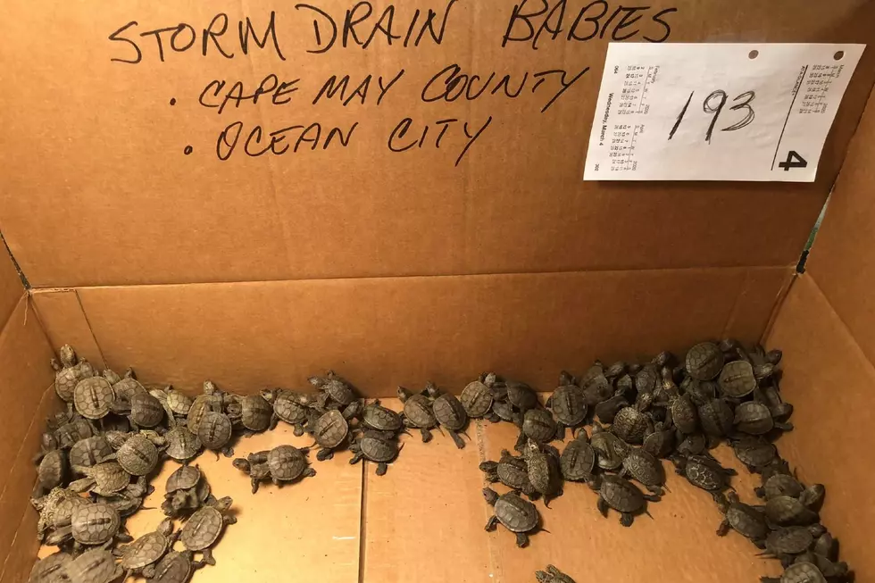 More than 800 tiny turtles scooped to safety, rehab at Stockton
