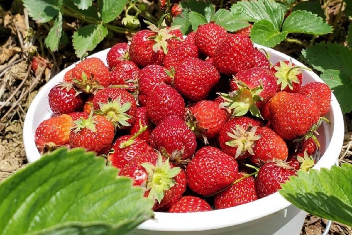 Best New Jersey spots to pick your own NJ strawberries