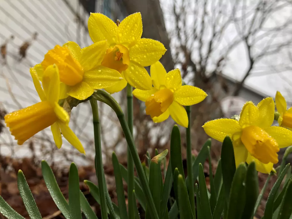 Yellow flowers in the spring