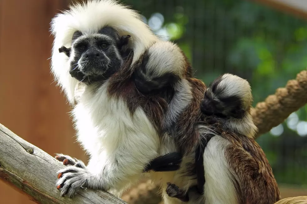 NJ zoo has cutest newborn cotton-topped tamarins you’ll ever see