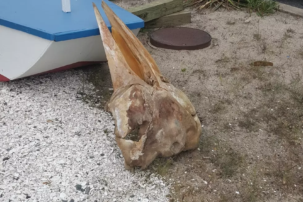 Mystery skull at Island Beach State Park solved