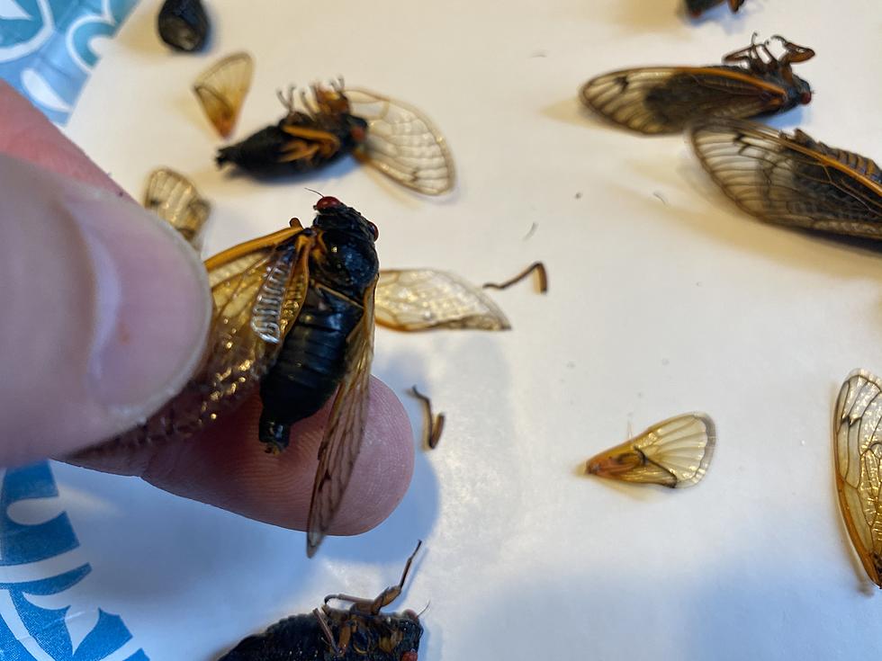 The time Jeff &#038; Kylie tried eating Hunterdon County cicadas