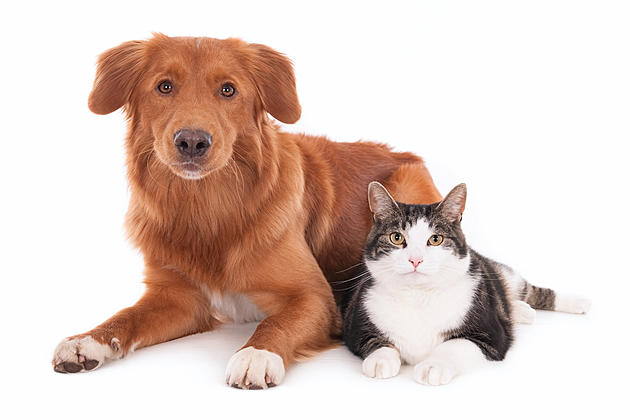Robbinsville, NJ is home to newly expanded pet cancer care center