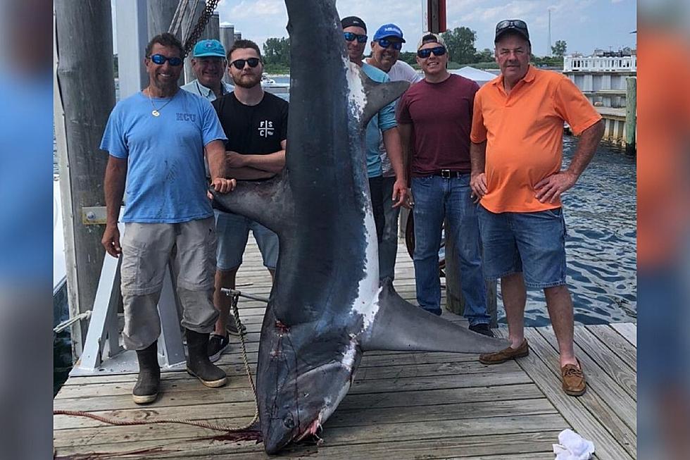 This giant shark was caught just miles off Long Branch