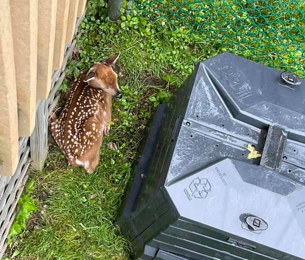 It's baby wildlife season in NJ: Don't move or touch them!