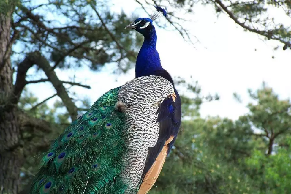 Peacocks Struck and Killed Near Popcorn Park Zoo in Ocean County