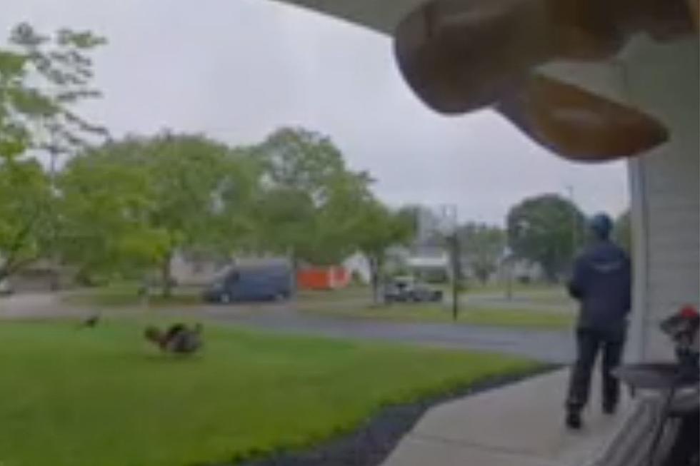 Wild turkeys menace Amazon driver in Montville, NJ