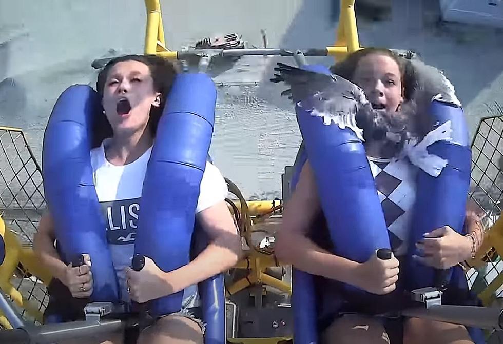 Watch a seagull terrorize a young girl on Wildwood slingshot ride