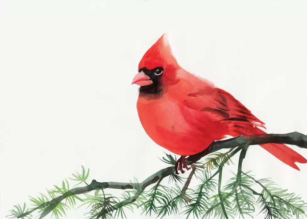 Cardinal