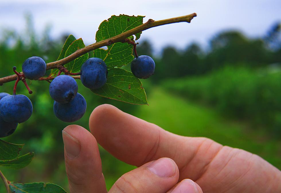 The definitive how-to: NJ blueberry picking 101