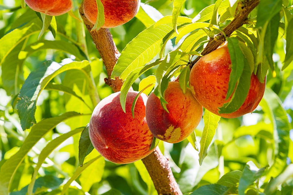 New Jersey Peach Season is in Full Swing