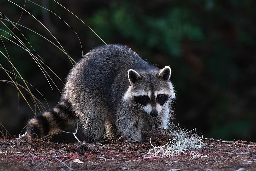 More rabid raccoons found in Point Pleasant Borough, NJ