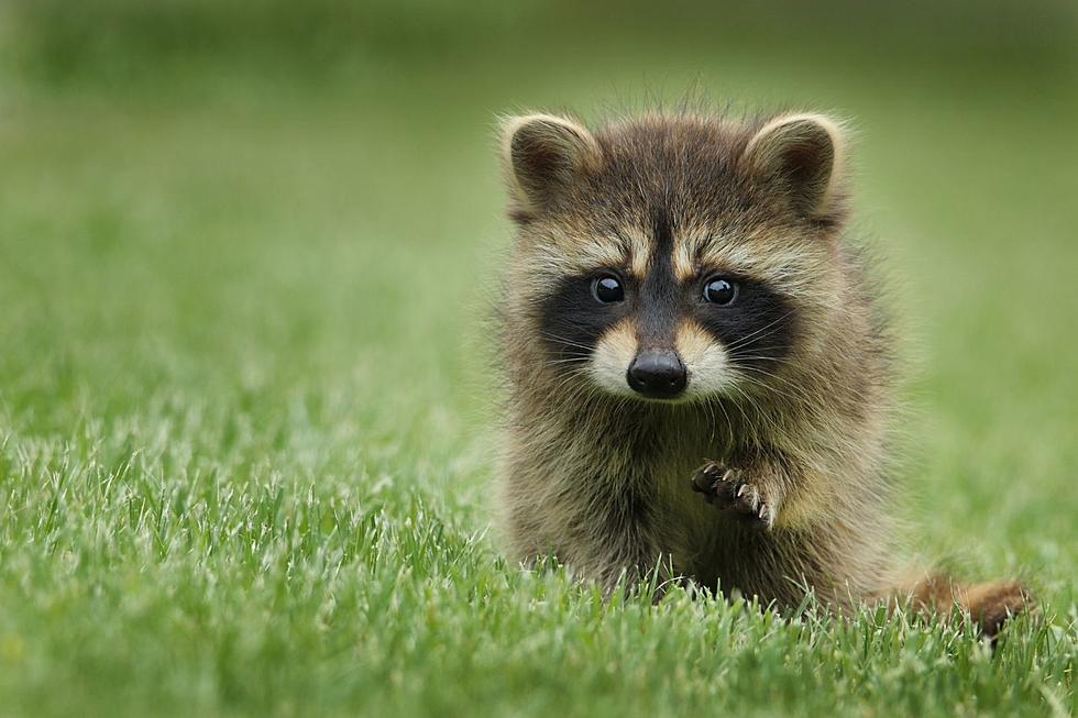 Rabid Raccoon Confirmed in Egg Harbor Twp., NJ