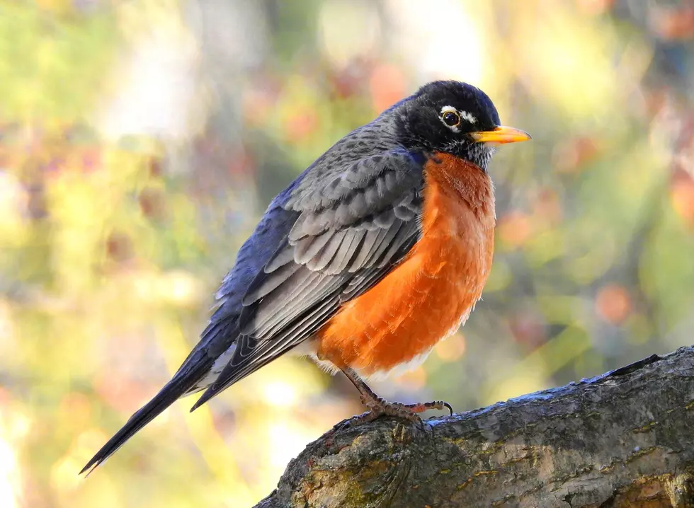 American Robin Perched on a Branch