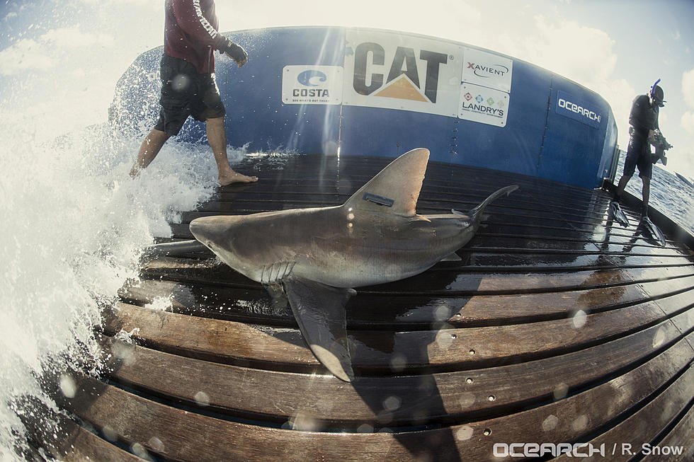 8 shark species you might find off New Jersey’s coast