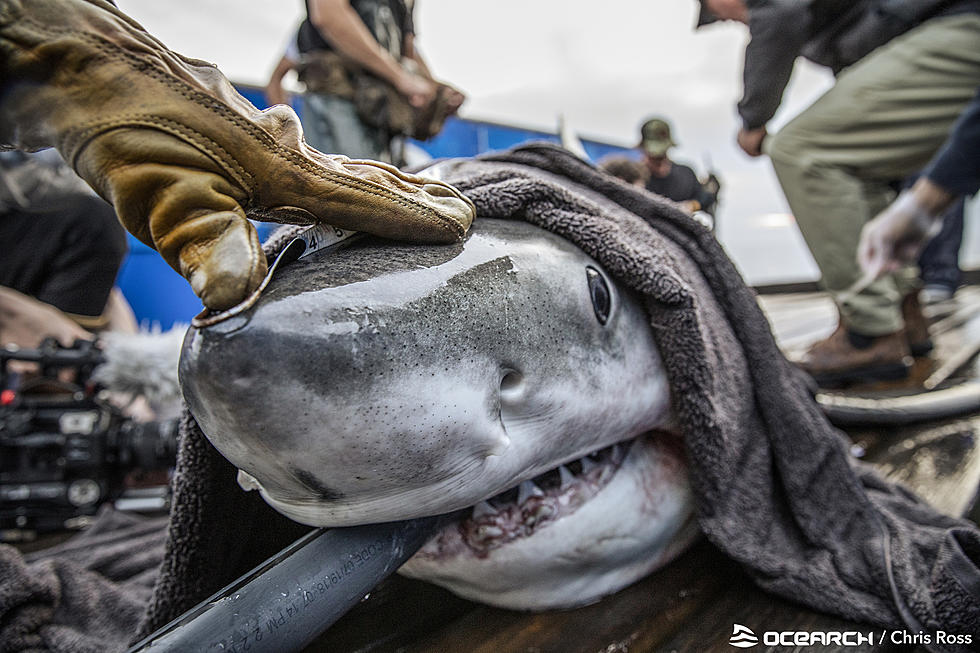 8 shark species you might find off New Jersey&#8217;s coast