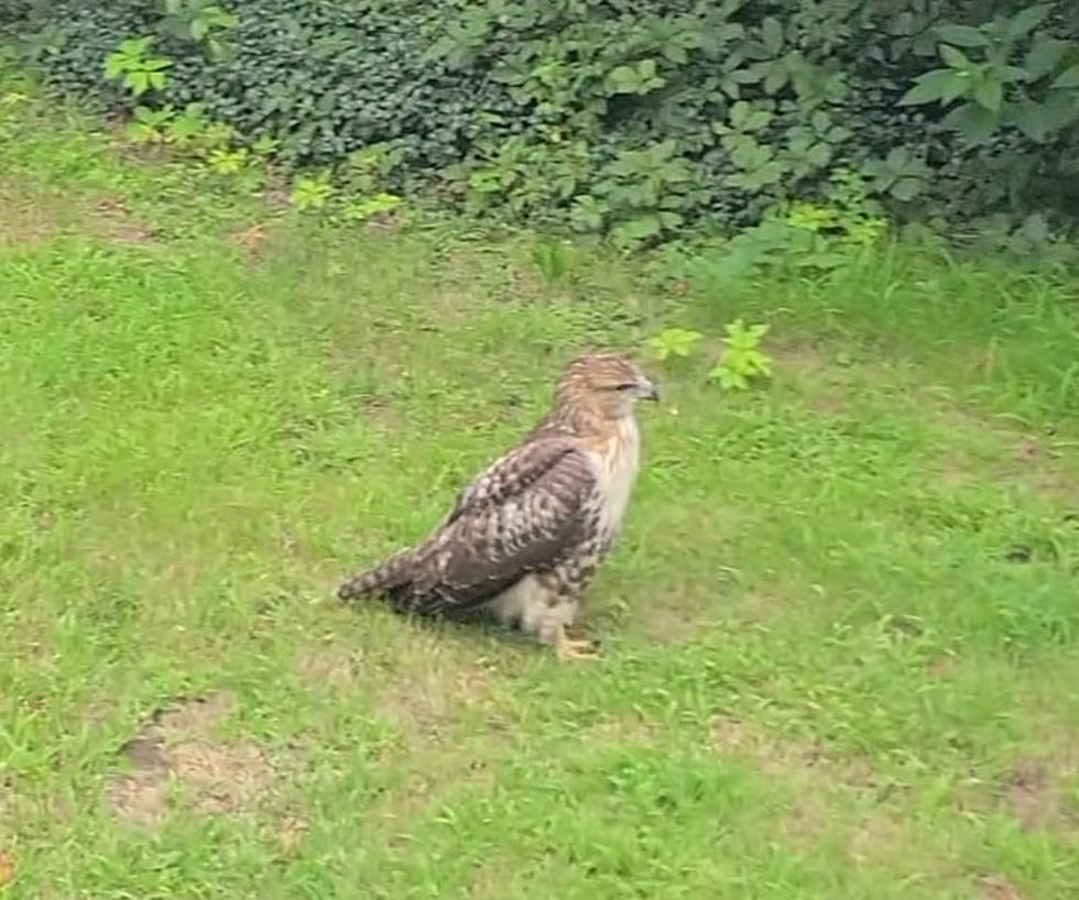 Spotswood police corral injured hawk struck by vehicle