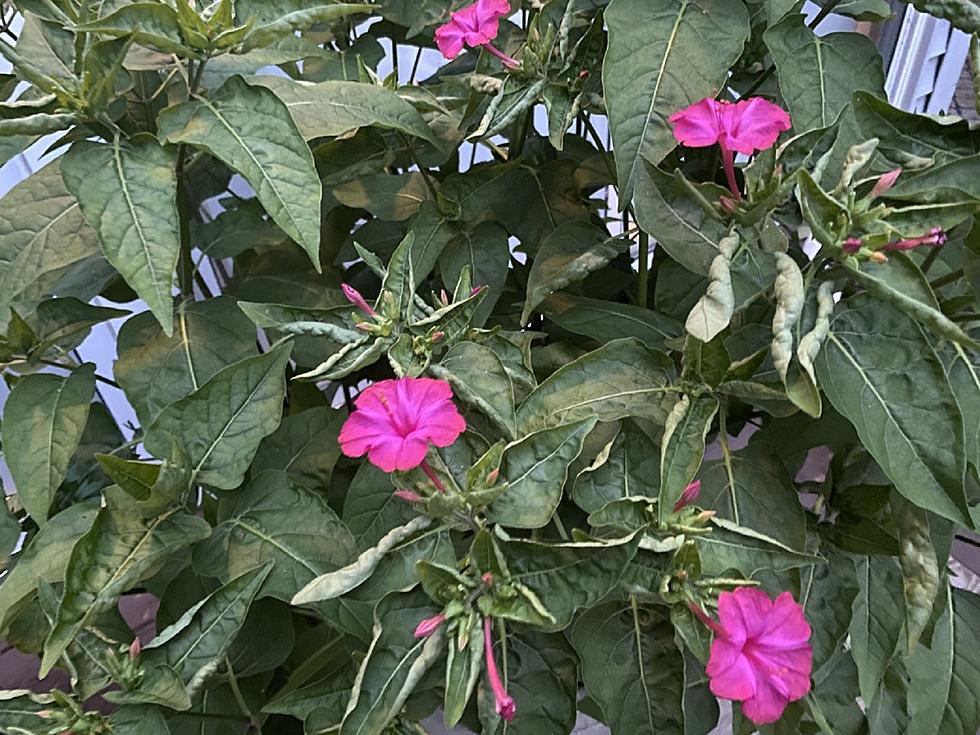 New Jersey smells great at night if you have these flowers