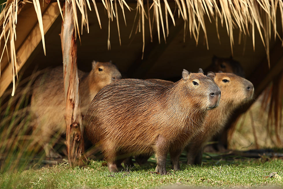 Name these cutest ugliest animals you’ve ever seen for NJ zoo