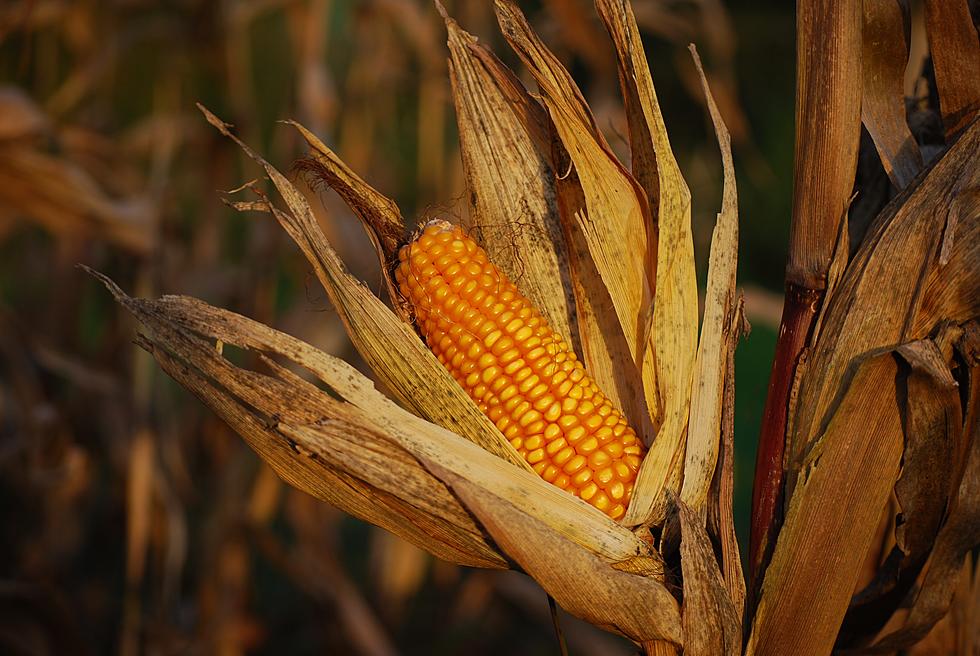 Jersey Corn Is Good For You.  Who Knew? Oh Thank God!