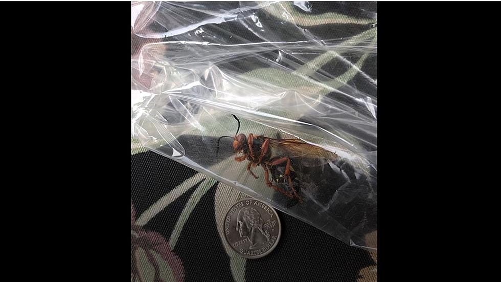 Have you seen this? Cicada killer wasp active right now in New Jersey