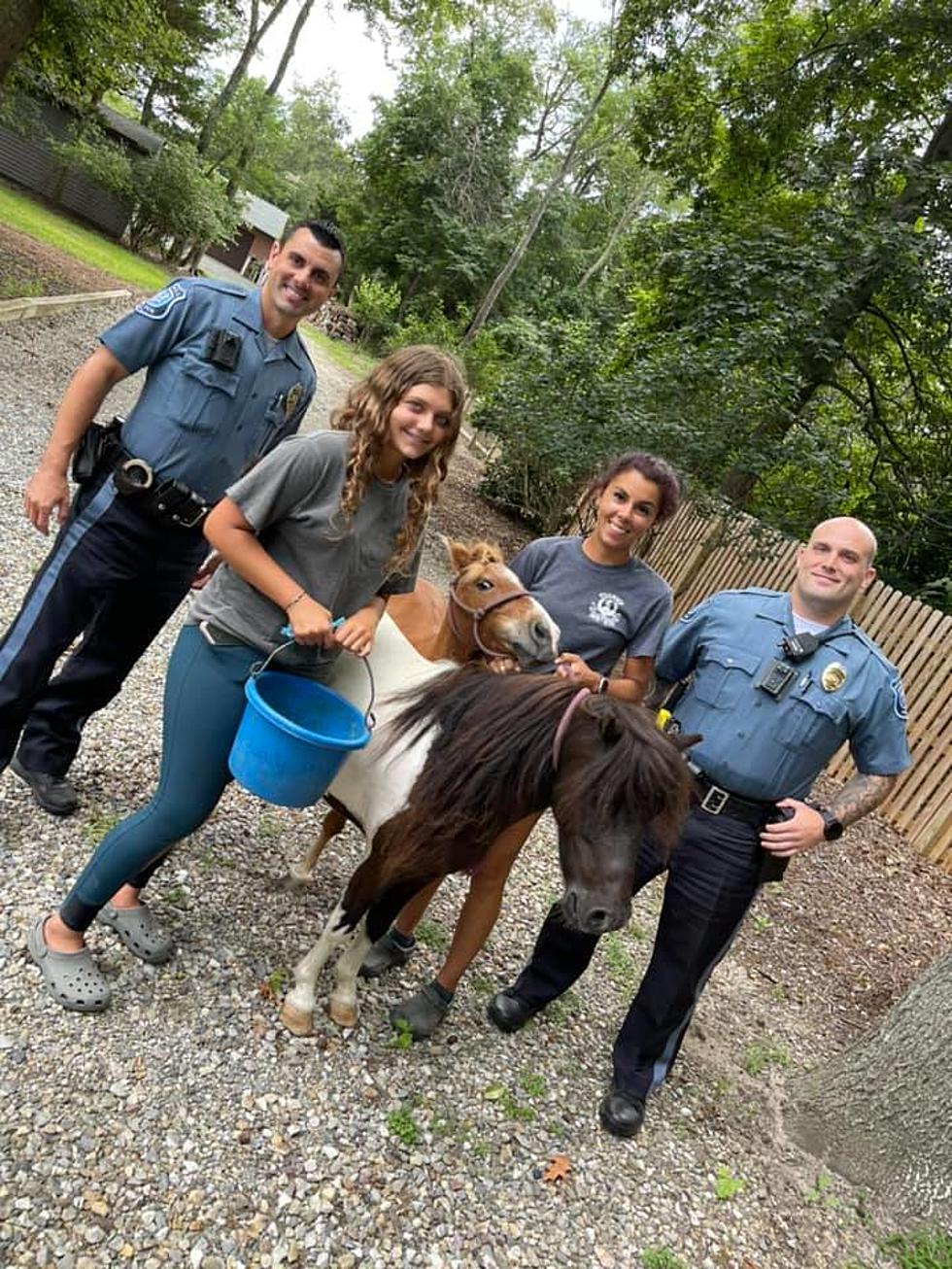 Look: Howell, NJ, police corral fugitive ponies