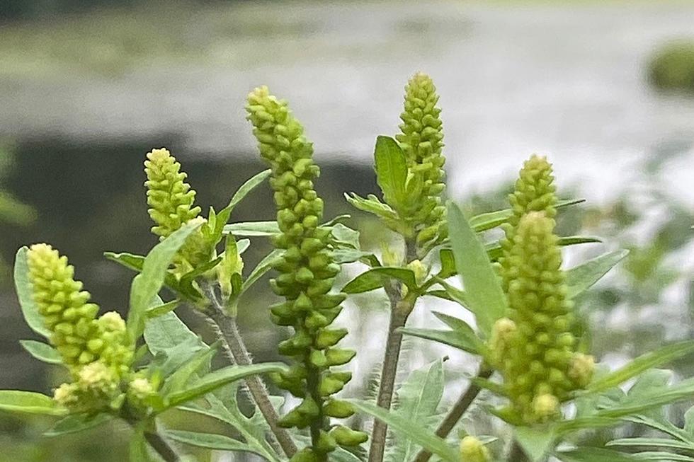 Itchy Throat? Ragweed Season Has Begun in NJ