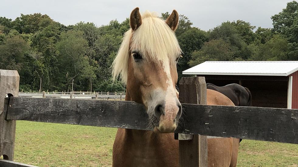 Tips to stay healthy when interacting with NJ farm animals