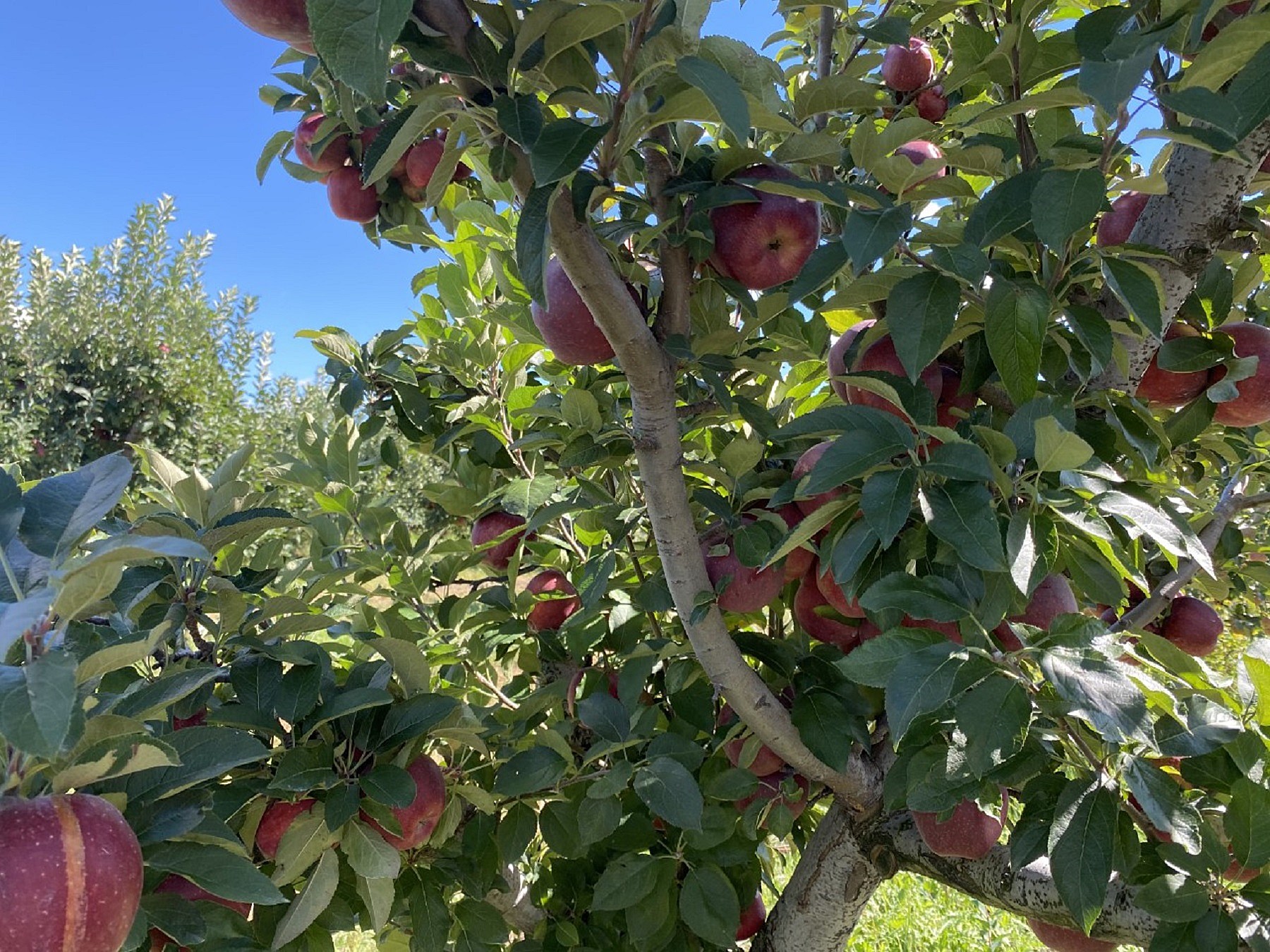 The best places to go apple picking in New Jersey