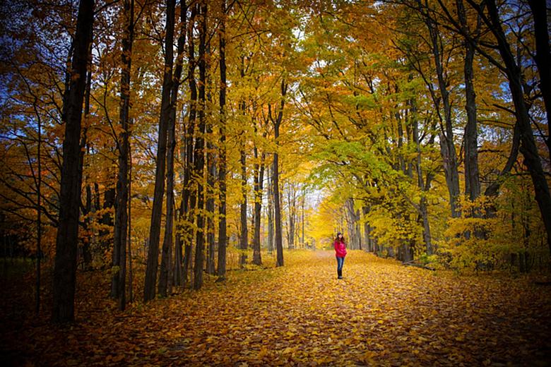 New Jersey Forest Service - Happy autumn from the New Jersey Forest  Service! The time has come to start planning your fall foliage adventures  throughout New Jersey State Parks, Forests & Historic