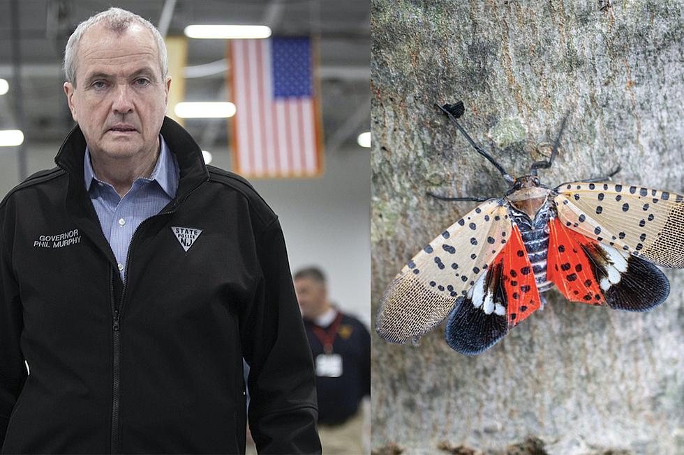 7 reasons spotted lanternflies in NJ support Gov. Phil Murphy (Opinion)