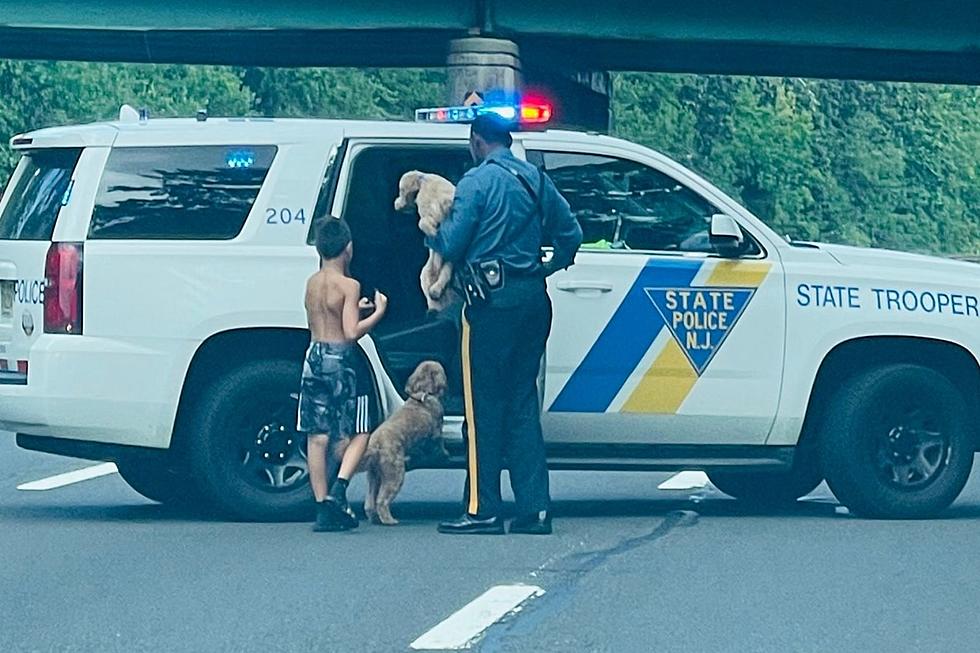 NJ trooper who rescued dogs and boy on GSP called a hero (Opinion)