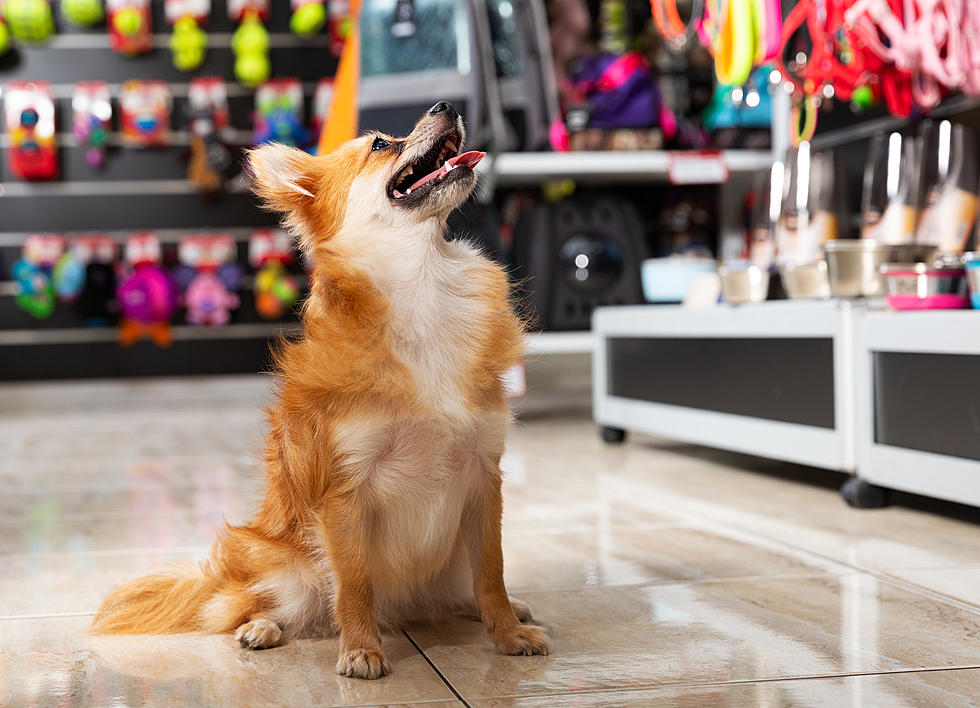 New Jersey&#8217;s best pet stores (Opinion)
