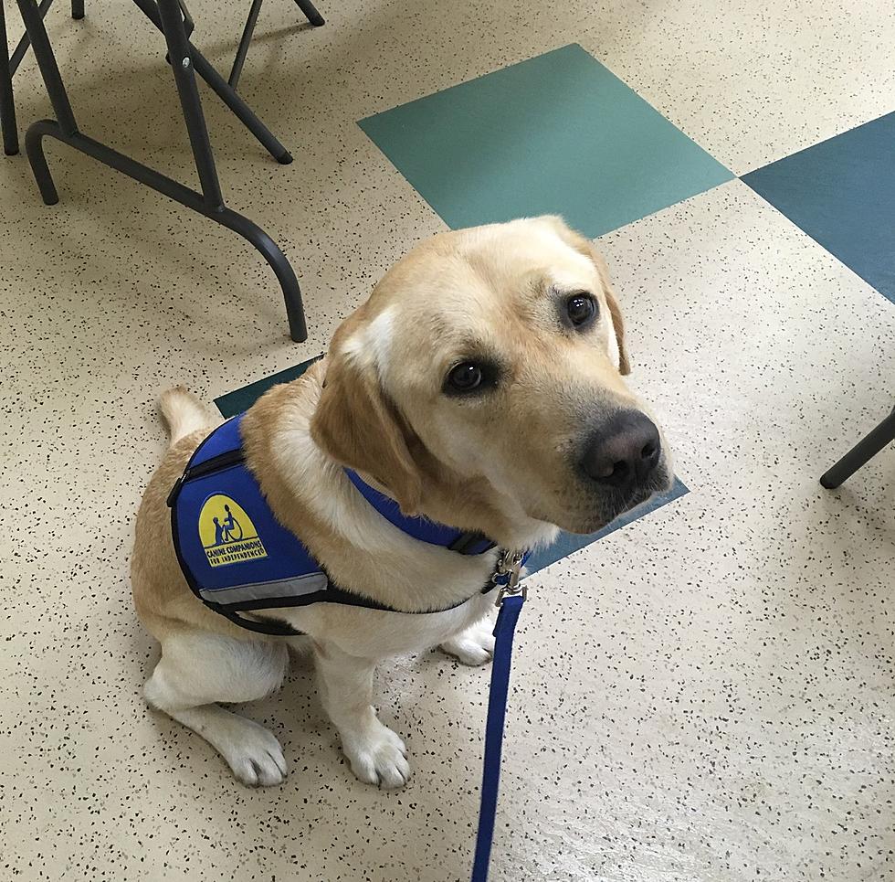 Lovable dog helps NJ investigators connect with child abuse victims