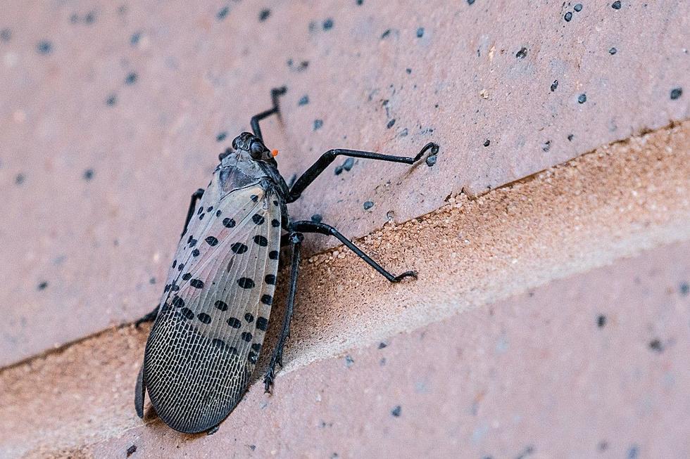 7 reasons why you need to kill the spotted lanternflies infesting NJ