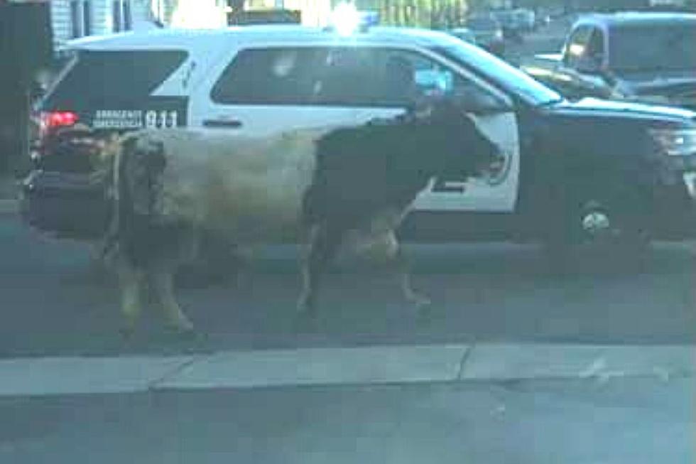 Cow Escapes Trenton, NJ, Slaughterhouse Only to be Killed by Cops