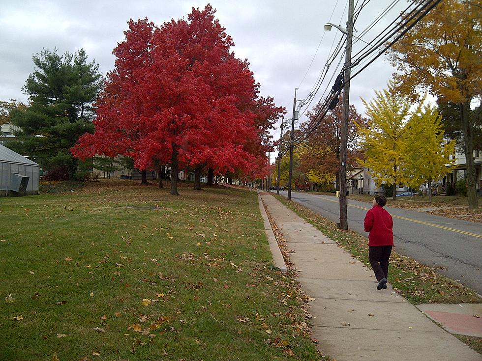 All the Pretty Colors: Fall Foliage Season Forecast for New Jersey