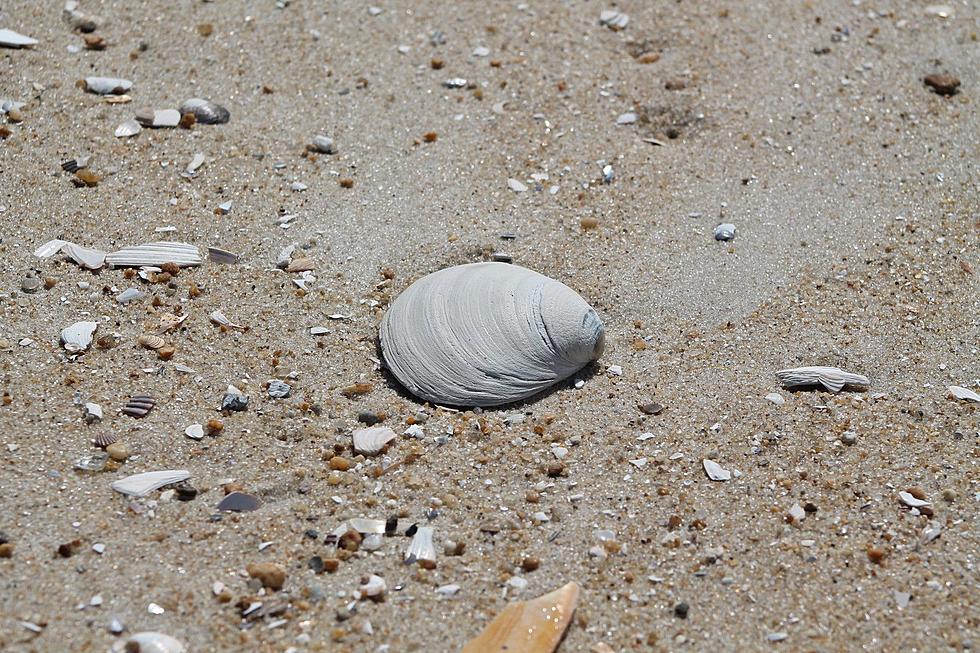 Important warning before you take shells home from NJ beaches