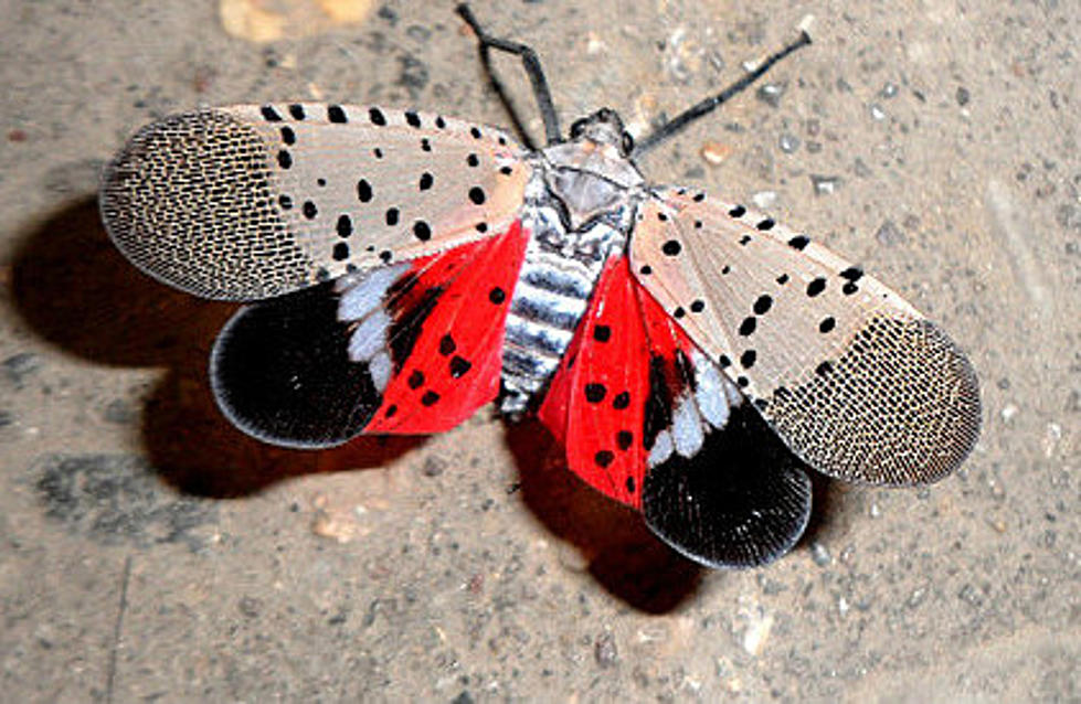 What to know about the spotted lanternfly and the tree of heaven 