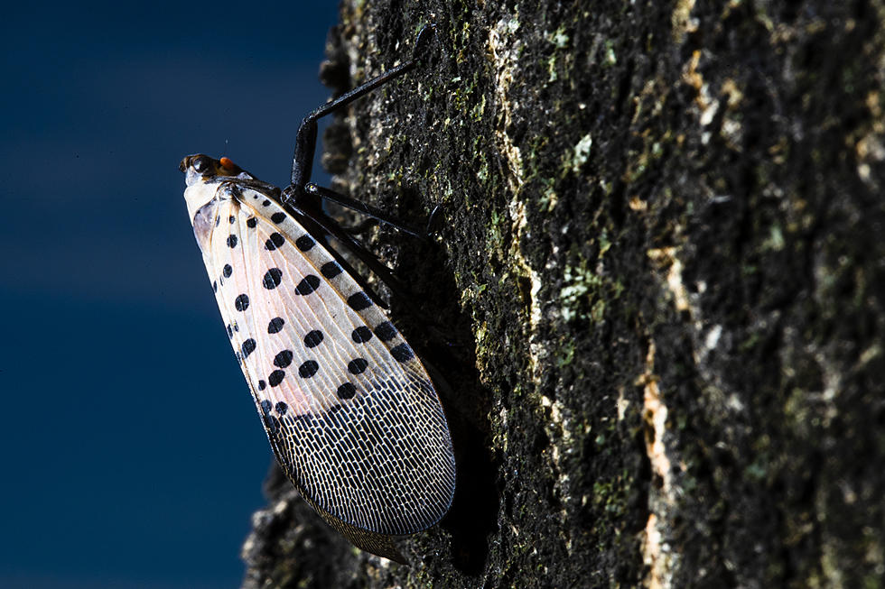 Are spotted lanternflies toxic to dogs?